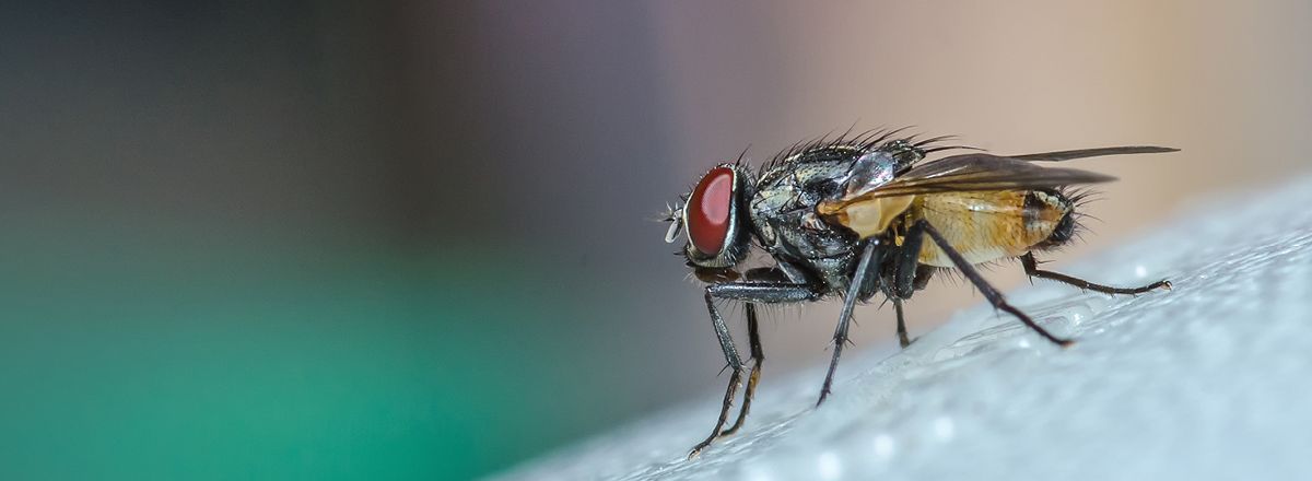 Flies Control Services in Dubai