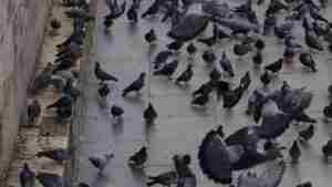 Read more about the article How to Get Rid of Pigeons with Bird Pest Control