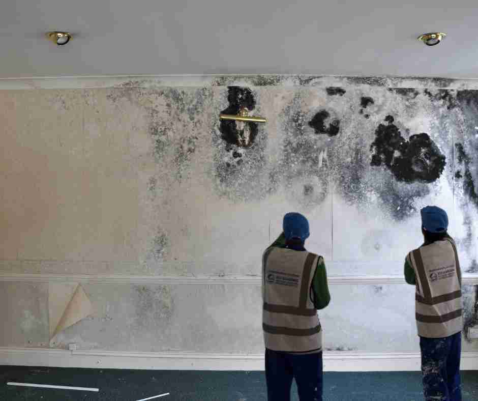 Mould Control Dubai