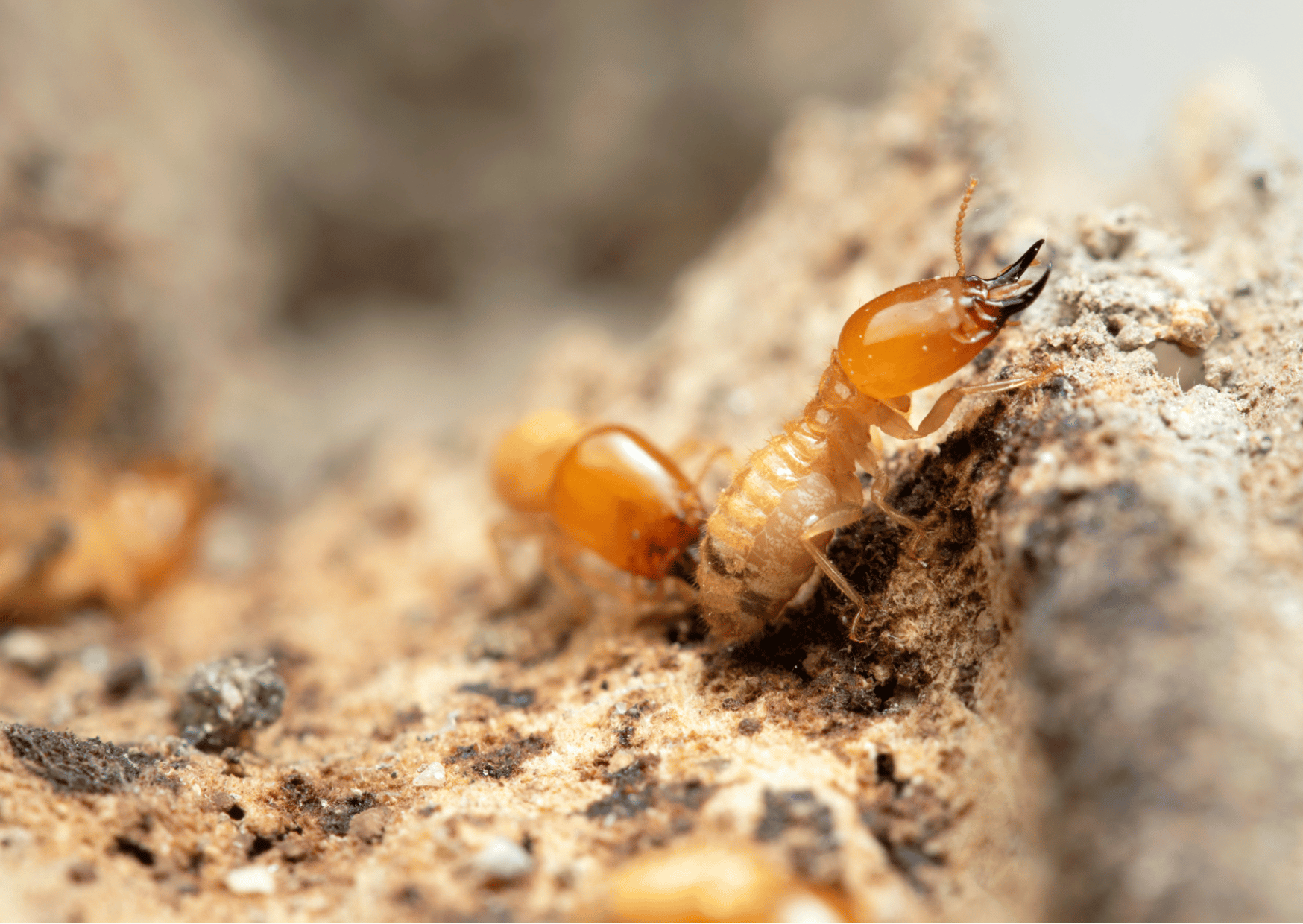 Termite Control Dubai