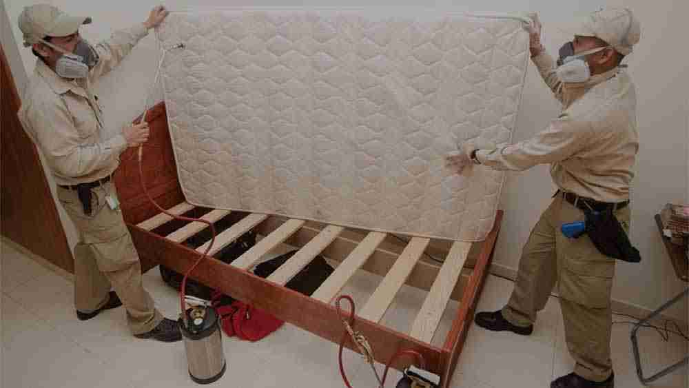 Bed Bug Control Dubai