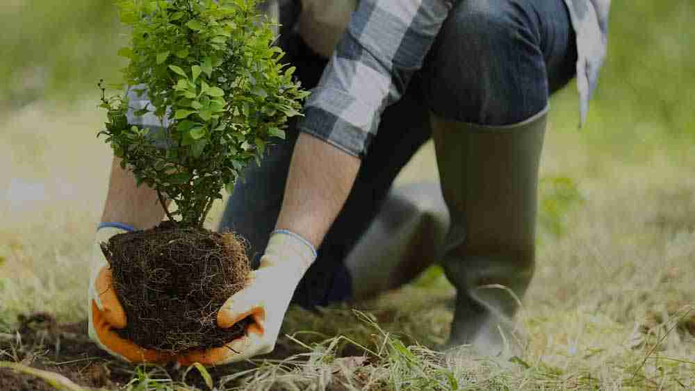Gardening consultancy Services in Dubai