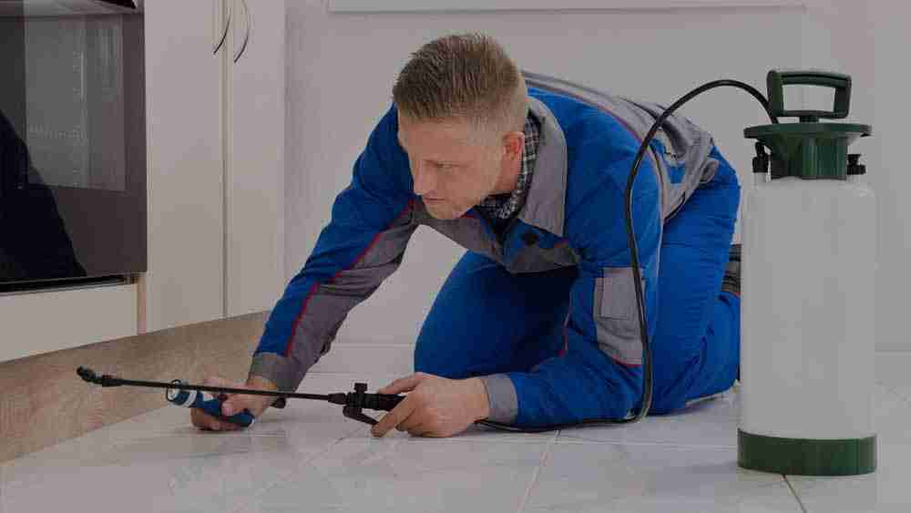 Pest Control Dubai