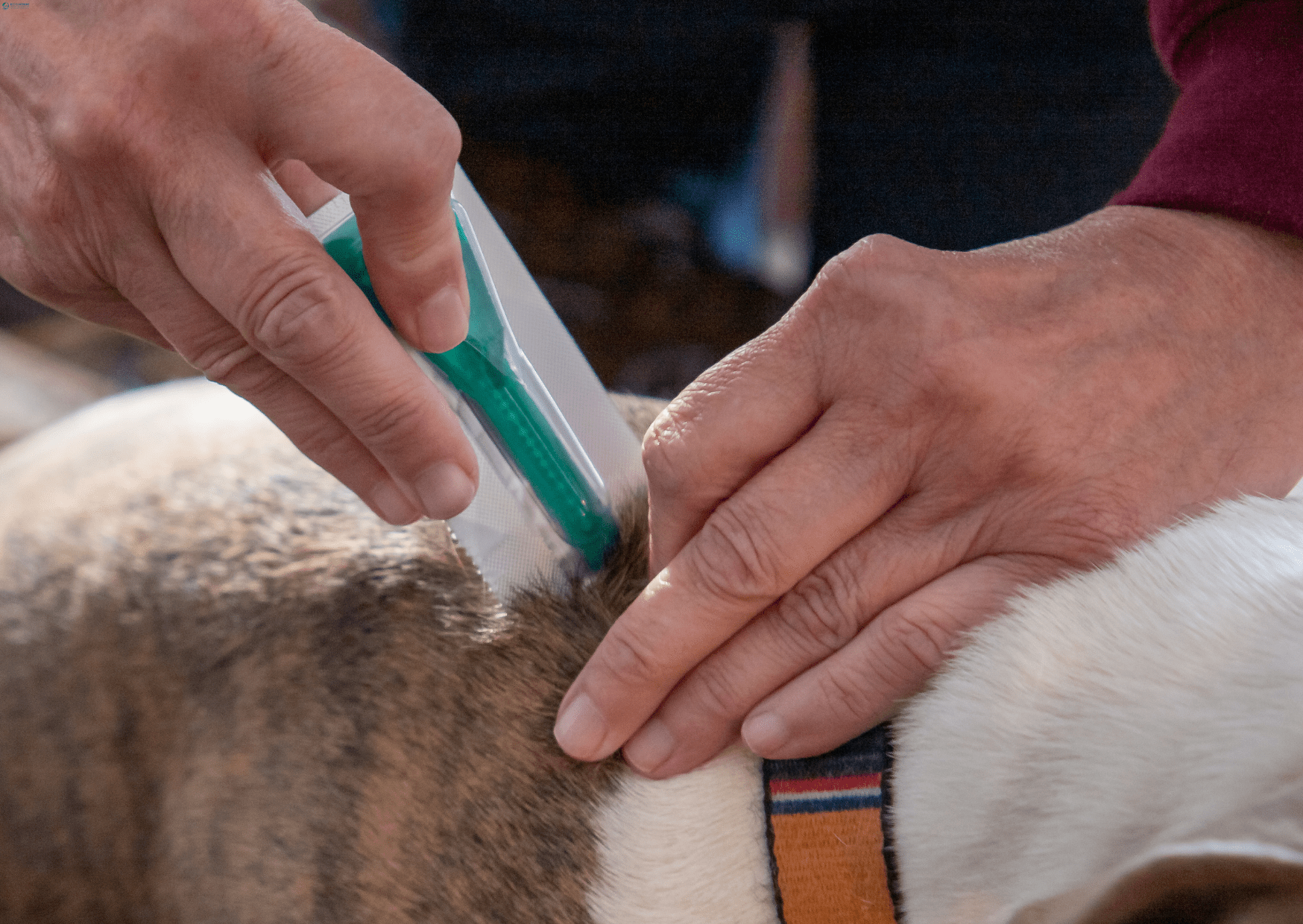 Flea Treatments Dubai