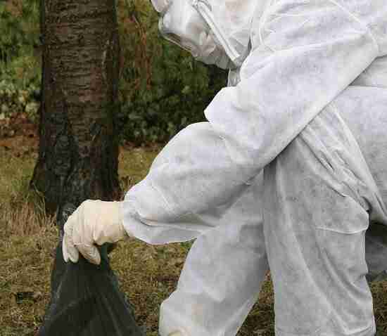 Bird Control Services Dubai