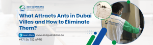 Read more about the article What Attracts Ants in Dubai Villas and How to Eliminate Them?