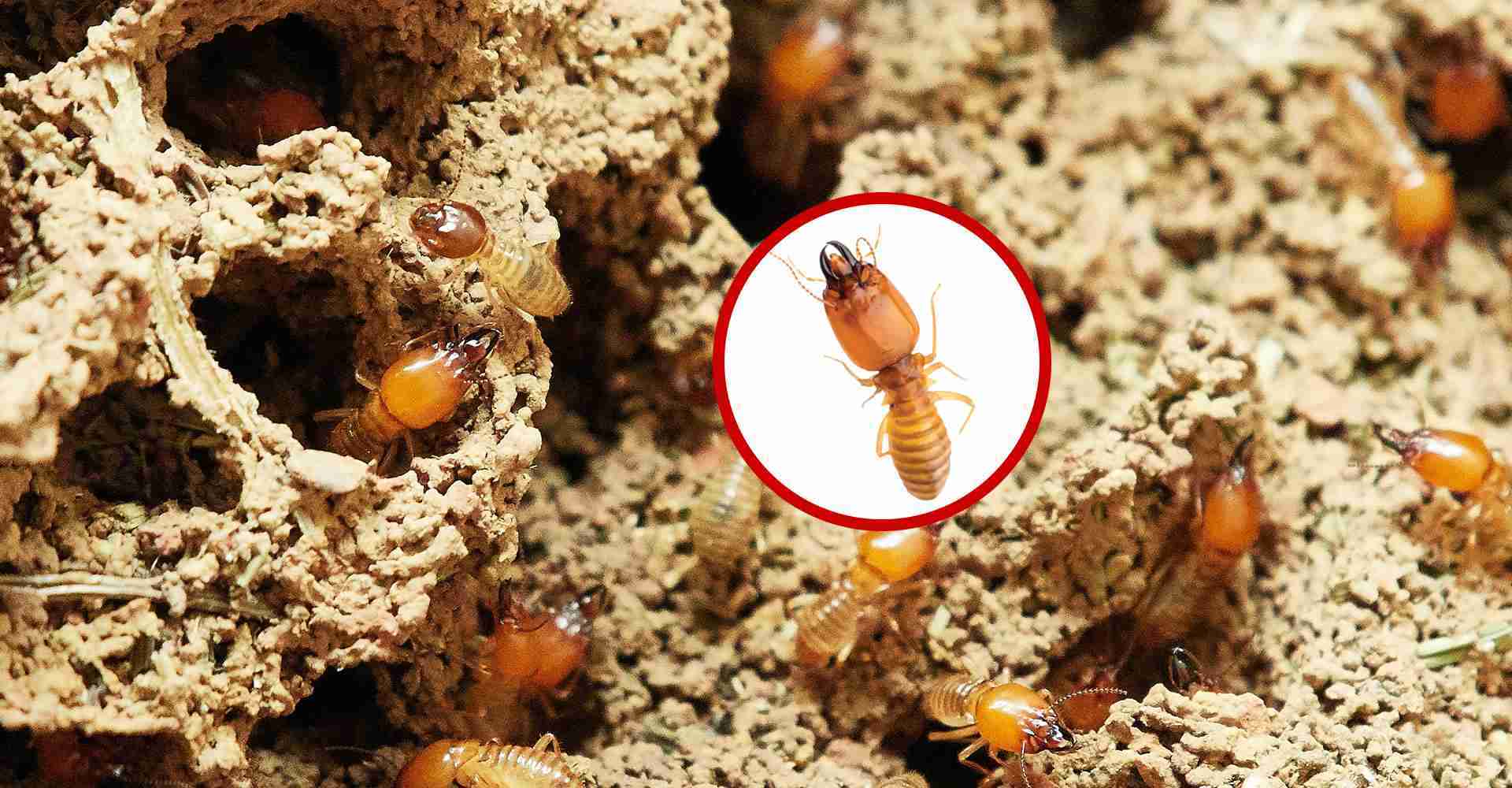 Termite Control Services Dubai