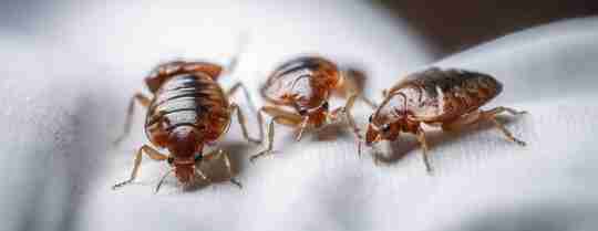Bed Bug Pest Control Dubai
