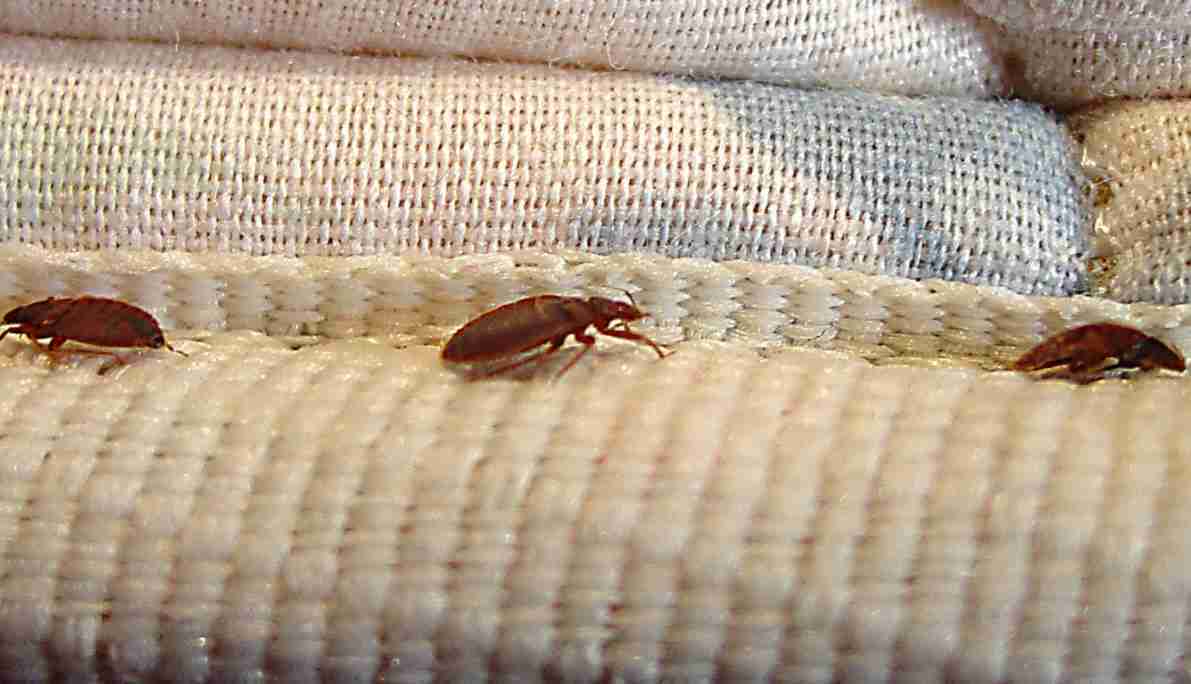 Bed Bug Pest Control Dubai