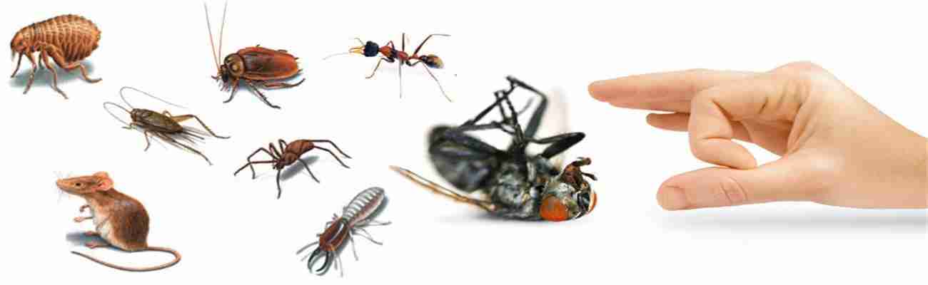 Pest Control Services Dubai