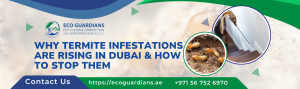 Read more about the article Why Termite Infestations Are Rising in Dubai & How to Stop Them