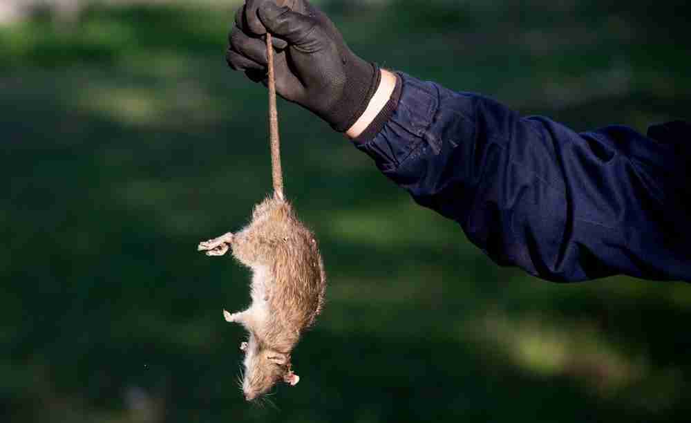 Rodent Control Company