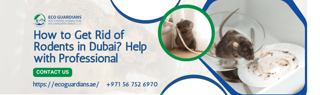 Rodent Control Near You