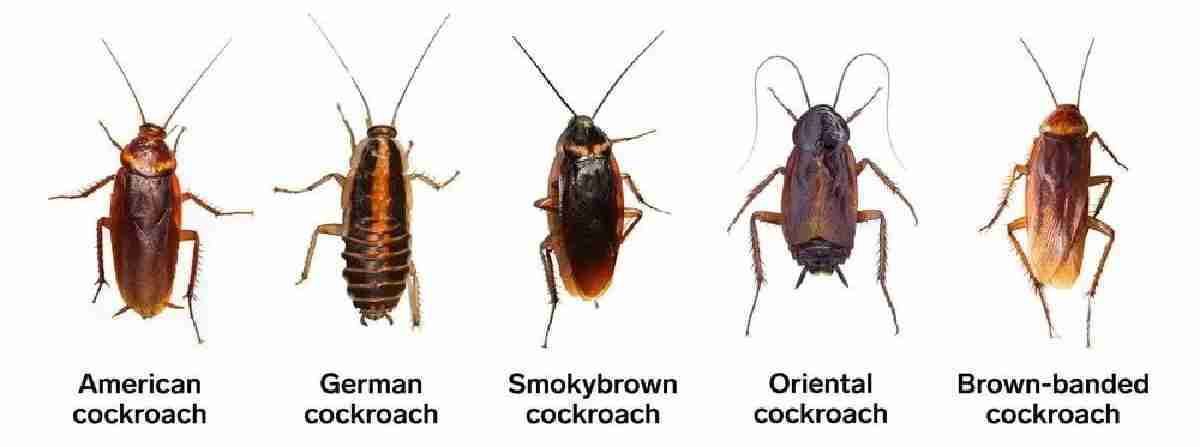 Common Cockroach Types in Dubai