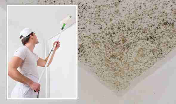 Anti-Mould Paint Treatment