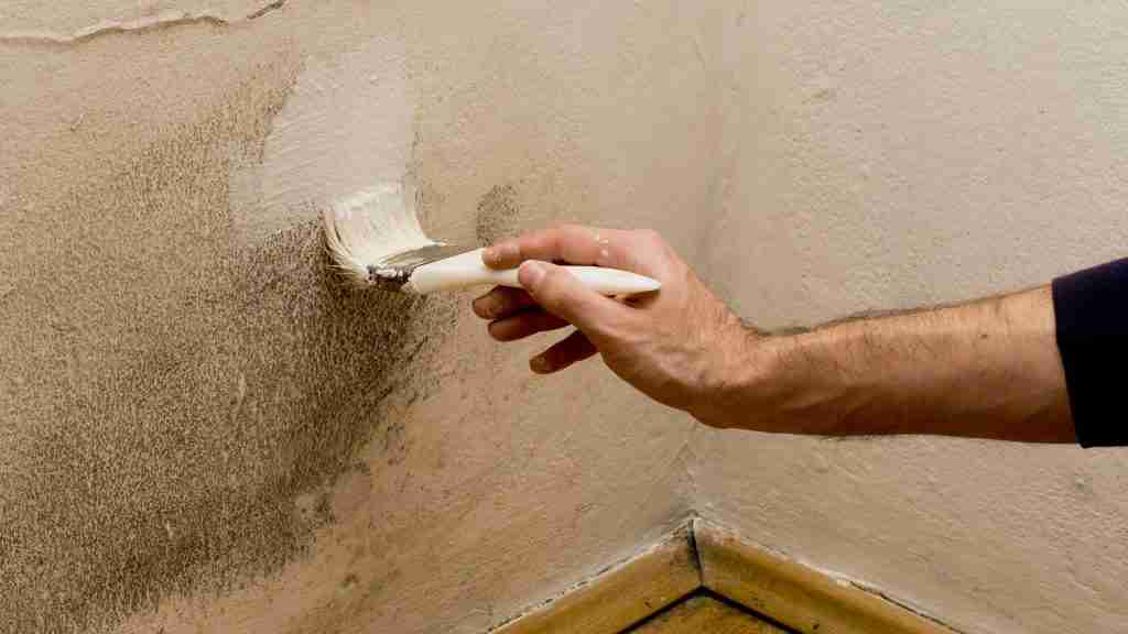 Anti-Mould Paint Treatment