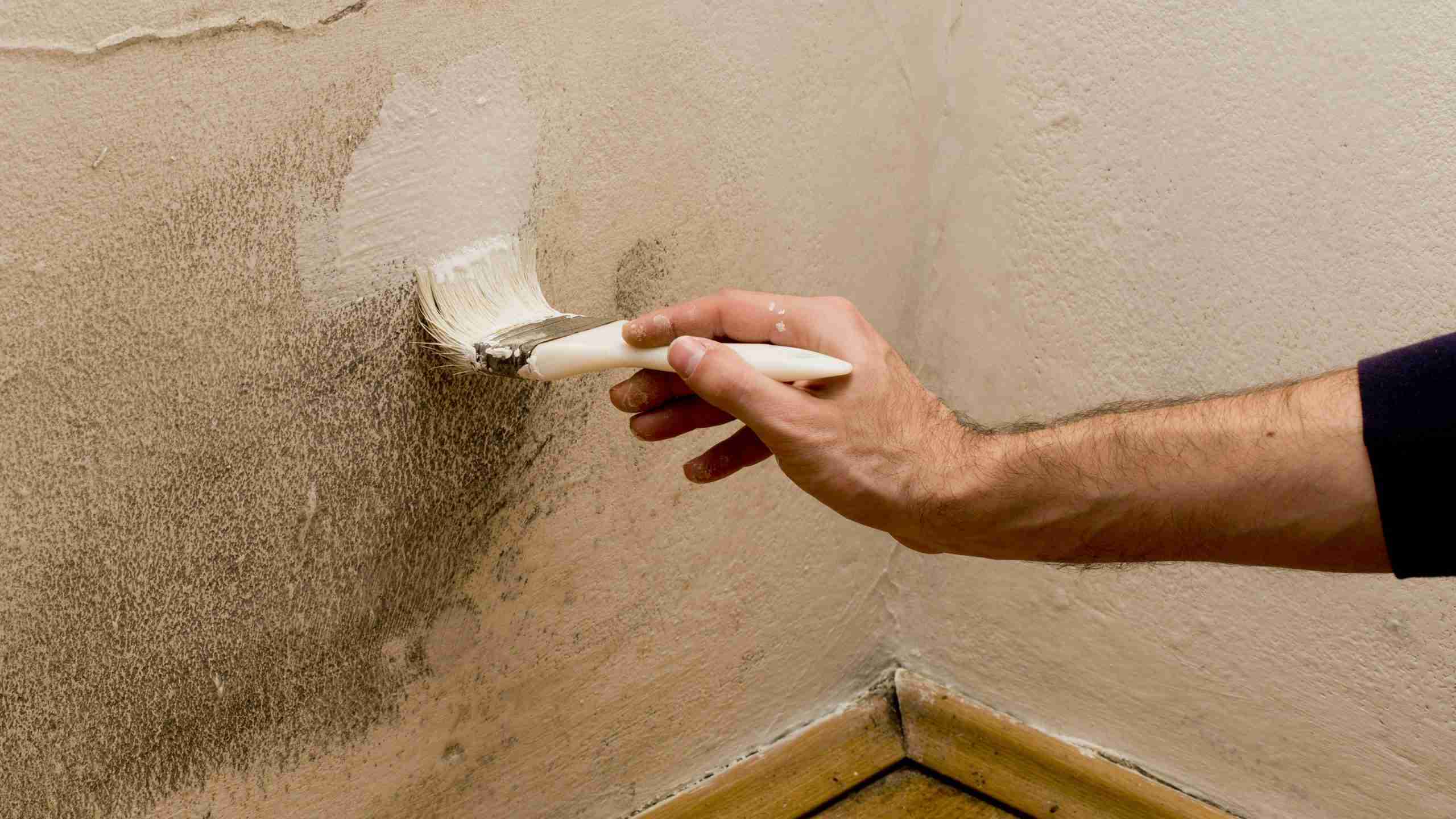 Anti-Mould Paint Treatment