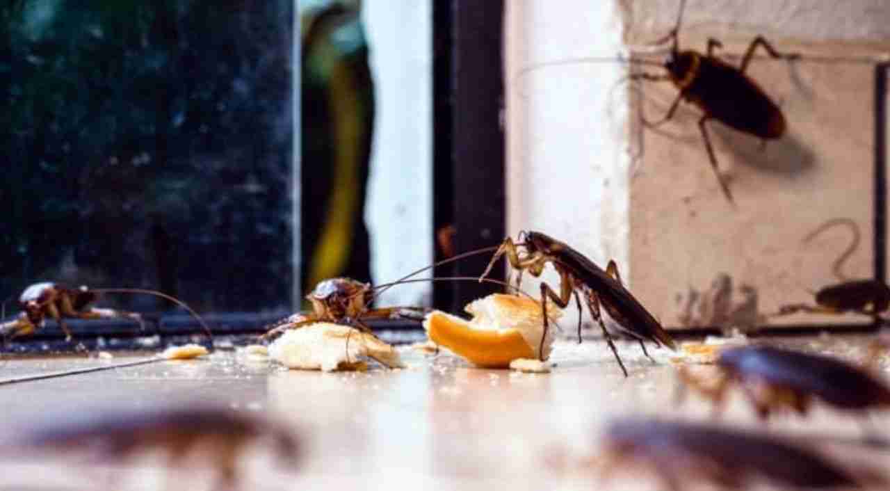 Common Pests in Abu Dhabi