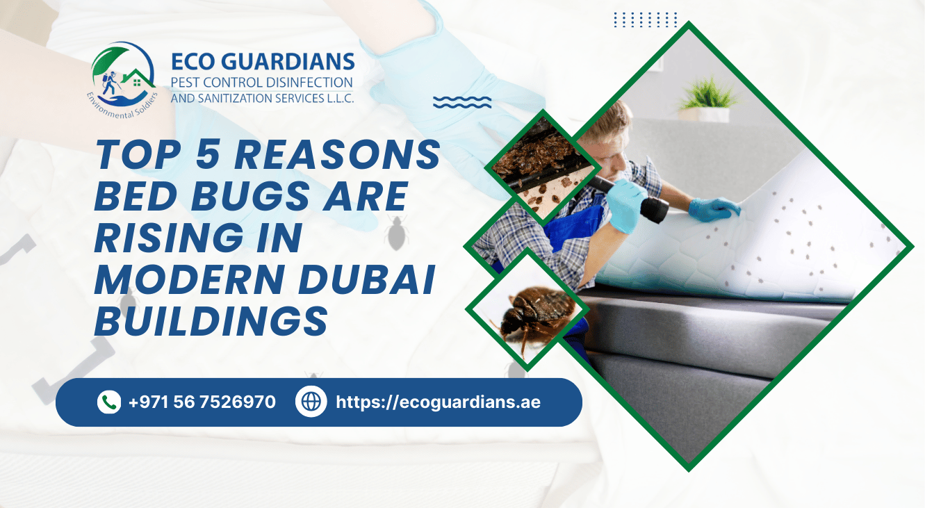 Bed Bug Pest Control Dubai