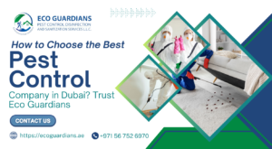 Pest Control Services Near You Dubai