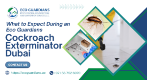 What to Expect During an Eco Guardians Cockroach Exterminator Dubai