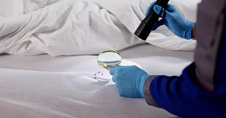 Bed Bugs Control Dubai